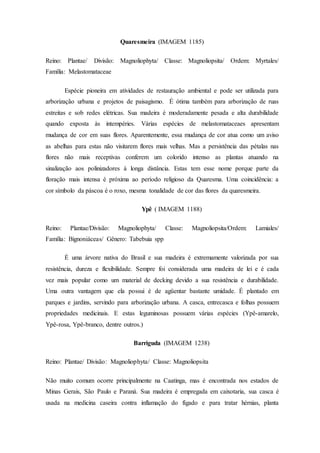 Quaresmeira (IMAGEM 1185)
Reino: Plantae/ Divisão: Magnoliophyta/ Classe: Magnoliopsita/ Ordem: Myrtales/
Família: Melastomataceae
Espécie pioneira em atividades de restauração ambiental e pode ser utilizada para
arborização urbana e projetos de paisagismo. É ótima também para arborização de ruas
estreitas e sob redes elétricas. Sua madeira é moderadamente pesada e alta durabilidade
quando exposta às intempéries. Várias espécies de melastomataceaes apresentam
mudança de cor em suas flores. Aparentemente, essa mudança de cor atua como um aviso
as abelhas para estas não visitarem flores mais velhas. Mas a persistência das pétalas nas
flores não mais receptivas conferem um colorido intenso as plantas atuando na
sinalização aos polinizadores à longa distância. Estas tem esse nome porque parte da
floração mais intensa é próxima ao período religioso da Quaresma. Uma coincidência: a
cor símbolo da páscoa é o roxo, mesma tonalidade de cor das flores da quaresmeira.
Ypê ( IMAGEM 1188)
Reino: Plantae/Divisão: Magnoliophyta/ Classe: Magnoliopsita/Ordem: Lamiales/
Família: Bignoniáceas/ Gênero: Tabebuia spp
É uma árvore nativa do Brasil e sua madeira é extremamente valorizada por sua
resistência, dureza e flexibilidade. Sempre foi considerada uma madeira de lei e é cada
vez mais popular como um material de decking devido a sua resistência e durabilidade.
Uma outra vantagem que ela possui é de agüentar bastante umidade. É plantado em
parques e jardins, servindo para arborização urbana. A casca, entrecasca e folhas possuem
propriedades medicinais. E estas leguminosas possuem várias espécies (Ypê-amarelo,
Ypê-rosa, Ypê-branco, dentre outros.)
Barriguda (IMAGEM 1238)
Reino: Plantae/ Divisão: Magnoliophyta/ Classe: Magnoliopsita
Não muito comum ocorre principalmente na Caatinga, mas é encontrada nos estados de
Minas Gerais, São Paulo e Paraná. Sua madeira é empregada em caixotaria, sua casca é
usada na medicina caseira contra inflamação do fígado e para tratar hérnias, planta
 