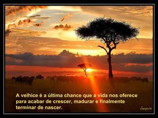 A velhice é a última chance que a vida nos oferece para acabar de crescer, madurar e finalmente terminar de nascer.   A velhice é a última chance que a vida nos oferece para acabar de crescer, madurar e finalmente terminar de nascer.   