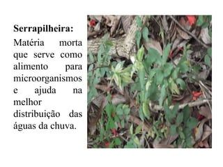 Serrapilheira:
Matéria morta
que serve como
alimento para
microorganismos
e ajuda na
melhor
distribuição das
águas da chuva.
 