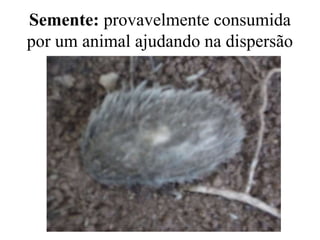 Semente: provavelmente consumida
por um animal ajudando na dispersão
 