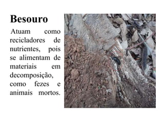 Besouro
Atuam como
recicladores de
nutrientes, pois
se alimentam de
materiais em
decomposição,
como fezes e
animais mortos.
 