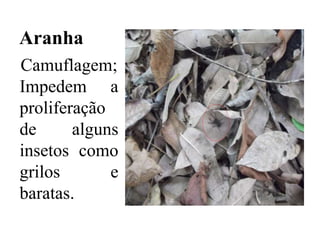 Aranha
Camuflagem;
Impedem a
proliferação
de alguns
insetos como
grilos e
baratas.
 
