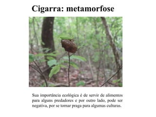 Cigarra: metamorfose
Sua importância ecológica é de servir de alimentos
para alguns predadores e por outro lado, pode ser
negativa, por se tornar praga para algumas culturas.
 