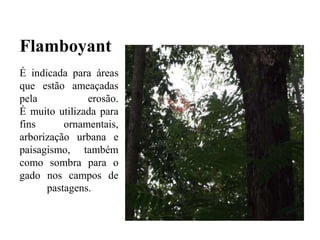 Flamboyant
É indicada para áreas
que estão ameaçadas
pela erosão.
É muito utilizada para
fins ornamentais,
arborização urbana e
paisagismo, também
como sombra para o
gado nos campos de
pastagens.
 