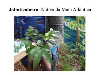 Jabuticabeira: Nativa da Mata Atlântica
 