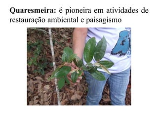 Quaresmeira: é pioneira em atividades de
restauração ambiental e paisagismo
 