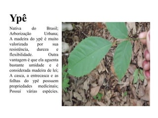 Ypê
Nativa do Brasil;
Arborização Urbana;
A madeira do ypê é muito
valorizada por sua
resistência, dureza e
flexibilidade. Outra
vantagem é que ela aguenta
bastante umidade e é
considerada madeira de lei;
A casca, a entrecasca e as
folhas do ypê possuem
propriedades medicinais;
Possui várias espécies.
 