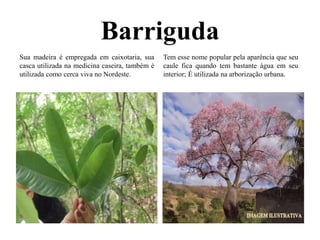 Barriguda
Sua madeira é empregada em caixotaria, sua
casca utilizada na medicina caseira, também é
utilizada como cerca viva no Nordeste.
Tem esse nome popular pela aparência que seu
caule fica quando tem bastante água em seu
interior; É utilizada na arborização urbana.
 