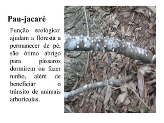 Pau-jacaré
Função ecológica:
ajudam a floresta a
permanecer de pé,
são ótimo abrigo
para pássaros
dormirem ou fazer
ninho, além de
beneficiar o
trânsito de animais
arborícolas.
 