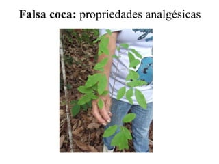 Falsa coca: propriedades analgésicas
 