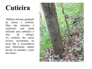 Cutieira
Madeira útil para produção
de canoas e celulose.
Óleo das sementes é
medicinal, está sendo
utilizado para substituir o
óleo da linhaça.
Ao contrário das outras
árvores encontradas no
local não é aconselhável
para arborização urbana
devido ao tamanho e peso
dos frutos.
 