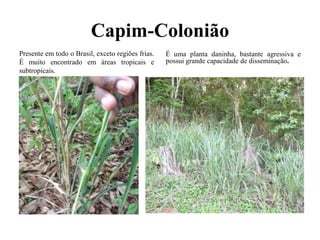 Capim-Colonião
Presente em todo o Brasil, exceto regiões frias.
É muito encontrado em áreas tropicais e
subtropicais.
É uma planta daninha, bastante agressiva e
possui grande capacidade de disseminação.
 