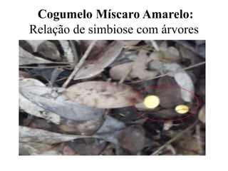 Cogumelo Míscaro Amarelo:
Relação de simbiose com árvores
 