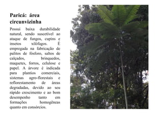 Paricá: área
circunvizinha
Possui baixa durabilidade
natural, sendo suscetível ao
ataque de fungos, cupins e
insetos xilófagos. É
empregada na fabricação de
palitos de fósforo, saltos de
calçados, brinquedos,
maquetes, forros, celulose e
papel. A árvore é indicada
para plantios comerciais,
sistemas agro-florestais e
reflorestamento de áreas
degradadas, devido ao seu
rápido crescimento e ao bom
desempenho tanto em
formações homogêneas
quanto em consórcios.
 