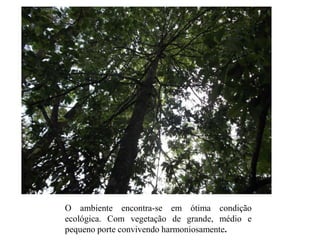 O ambiente encontra-se em ótima condição
ecológica. Com vegetação de grande, médio e
pequeno porte convivendo harmoniosamente.
 