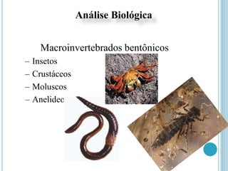 Análise Biológica
Macroinvertebrados bentônicos
– Insetos
– Crustáceos
– Moluscos
– Anelideos
 