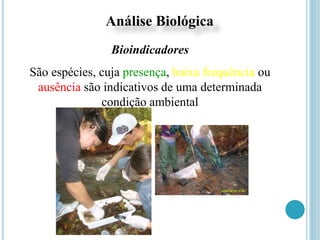 Análise Biológica
Bioindicadores
São espécies, cuja presença, baixa frequência ou
ausência são indicativos de uma determinada
condição ambiental
 