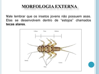 Antena
Patas
Cercos
Cabeça Tórax Abdome
Vale lembrar que os insetos jovens não possuem asas.
Elas se desenvolvem dentro de “estojos” chamados
tecas alares.
MORFOLOGIA EXTERNA
 