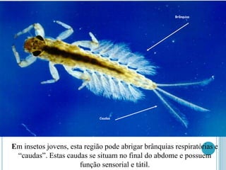 Caudas
Brânquias
Em insetos jovens, esta região pode abrigar brânquias respiratórias e
“caudas”. Estas caudas se situam no final do abdome e possuem
função sensorial e tátil.
 