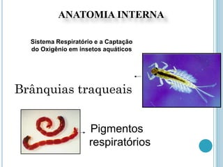 Brânquias traqueais
Pigmentos
respiratórios
Sistema Respiratório e a Captação
do Oxigênio em insetos aquáticos
ANATOMIA INTERNA
 