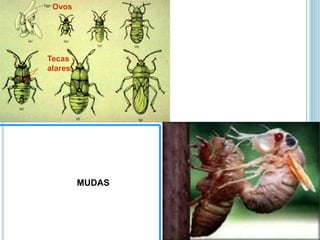 Ovos
Tecas
alares
MUDAS
 