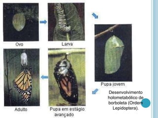 Desenvolvimento
holometabólico de
borboleta (Ordem
Lepidoptera).
 