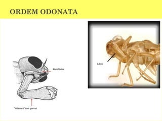 ORDEM ODONATA
“máscara” com garras
Mandíbulas
Lábio
 