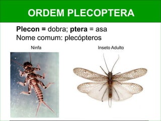 ORDEM PLECOPTERA
Plecon = dobra; ptera = asa
Nome comum: plecópteros
Ninfa Inseto Adulto
 