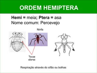 ORDEM HEMIPTERA
Tecas
alares
Hemi = meia; Ptera = asa
Nome comum: Percevejo
Respiração através do sifão ou bolhas
Ninfa
 