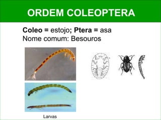 ORDEM COLEOPTERA
Coleo = estojo; Ptera = asa
Nome comum: Besouros
Larvas
 