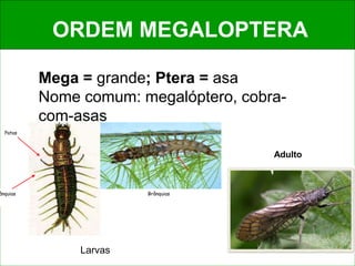 ORDEM MEGALOPTERA
Mega = grande; Ptera = asa
Nome comum: megalóptero, cobra-
com-asas
ânquias
Patas
Brânquias
Larvas
Adulto
 
