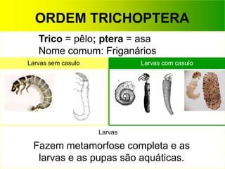 Trico = pêlo; ptera = asa
Nome comum: Friganários
Larvas sem casulo Larvas com casulo
Fazem metamorfose completa e as
larvas e as pupas são aquáticas.
Larvas
ORDEM TRICHOPTERA
 