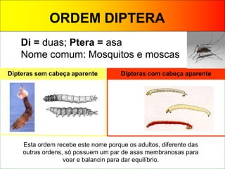 Di = duas; Ptera = asa
Nome comum: Mosquitos e moscas
Dipteras sem cabeça aparente Dipteras com cabeça aparente
Esta ordem recebe este nome porque os adultos, diferente das
outras ordens, só possuem um par de asas membranosas para
voar e balancin para dar equilíbrio.
ORDEM DIPTERA
 
