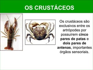 OS CRUSTÁCEOS
Os crustáceos são
exclusivos entre os
artrópodes por
possuírem cinco
pares de patas e
dois pares de
antenas, importantes
órgãos sensoriais.
 