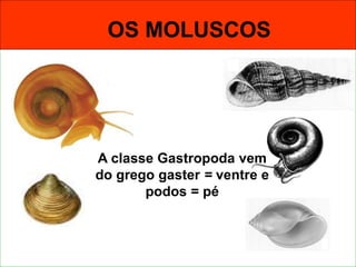 OS MOLUSCOS
A classe Gastropoda vem
do grego gaster = ventre e
podos = pé
 
