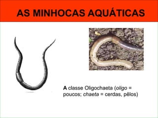 AS MINHOCAS AQUÁTICAS
A classe Oligochaeta (oligo =
poucos; chaeta = cerdas, pêlos)
 