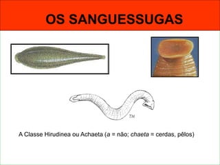 OS SANGUESSUGAS
OS SANGUESSUGAS
A Classe Hirudinea ou Achaeta (a = não; chaeta = cerdas, pêlos)
 