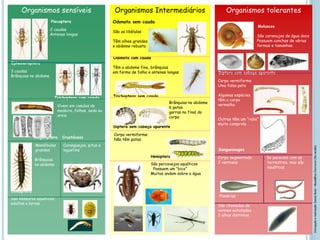 Organismos sensíveis
Plecoptera
2 caudas
Antenas longas
Ephemeroptera
3 caudas
Brânquias no abdome
Trichoptera com casulo
Vivem em casulos de
madeira, folhas, seda ou
areia
Megaloptera Crustáceos
Mandíbulas Caranguejos, pitus e
grandes lagostins
Brânquias
no abdome
Coleoptera
São besouros aquáticos;
adultos e larvas
Organismos Intermediários
Odonata sem cauda
São as libélulas
Têm olhos grandes
e abdome robusto
Odonata com cauda
Têm o abdome fino, brânquias
em forma de folha e antenas longas
Trichoptera sem casulo
Brânquias no abdome
6 patas
garras no final do
corpo
Diptera sem cabeça aparente
Corpo vermiforme
Não têm patas
Hemiptera
São percevejos aquáticos
Possuem um “bico”
Muitos andam sobre a água
Organismos tolerantes
Moluscos
São caramujos de água doce
Possuem conchas de várias
formas e tamanhos.
Diptera com cabeça aparente
Corpo vermiforme
Uma falsa pata
Algumas espécies
têm o corpo
vermelho
Outras têm um “rabo”
muito comprido
Sanguessugas Minhocas
Corpo segmentado Se parecem com as
2 ventosas terrestres, mas são
aquáticas
Planárias
São chamados de
vermes achatados
2 olhos distintos
Concepçãoerealização:DanielBuss–dbuss@ioc.fiocruz.br(3aversão)
 