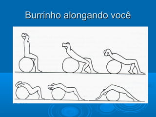 Burrinho alongando vocêBurrinho alongando você
 
