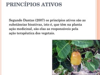 PRINCÍPIOS ATIVOS  Segundo Dantas (2007) os princípios ativos são as substâncias bioativas, isto é, que têm na planta ação medicinal, são elas as responsáveis pela ação terapêutica dos vegetais. 