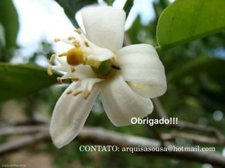 CONTATO: arquisasousa@hotmail.com Obrigado!!! 