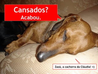 Cansados? Acabou. Zazá, a cachorra da Cláudia! =) 