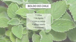 BOLDO DO CHILE
• Cólicas
• Má digestão
• Pedra na vesícula
• Infecção urinária
• Reumatismo
 