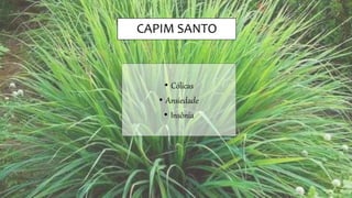 CAPIM SANTO
• Cólicas
• Ansiedade
• Insônia
 