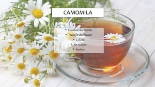 CAMOMILA
• Combate dermatites
• Trata feridas banais
• Cólicas
• Ansiedade
• Insônia
 