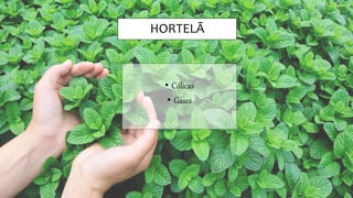 HORTELÃ
• Cólicas
• Gases
 