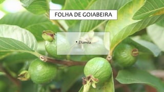 FOLHA DE GOIABEIRA
• Diarreia
 