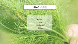 ERVA DOCE
• Gases
• Azia
• Má digestão
• Cólicas
 