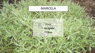 MARCELA
• Azia
• Má digestão
• Cólicas
 