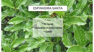 ESPINHEIRA SANTA
• Azia
• Má digestão
• Antisséptica em feridas e úlceras
• Gastrite
 